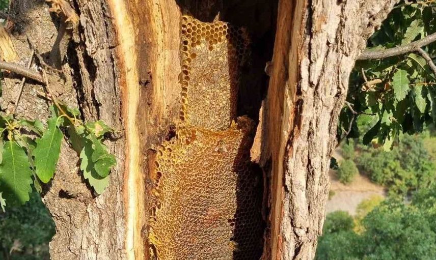 Palu'da ağaç gövdesinden çıkan doğal bal büyük ilgi topladı