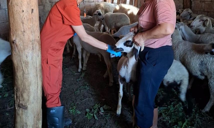 Denizli'de küçükbaş hayvanlara yönelik aşılama ve küpeleme çalışmaları sürüyor