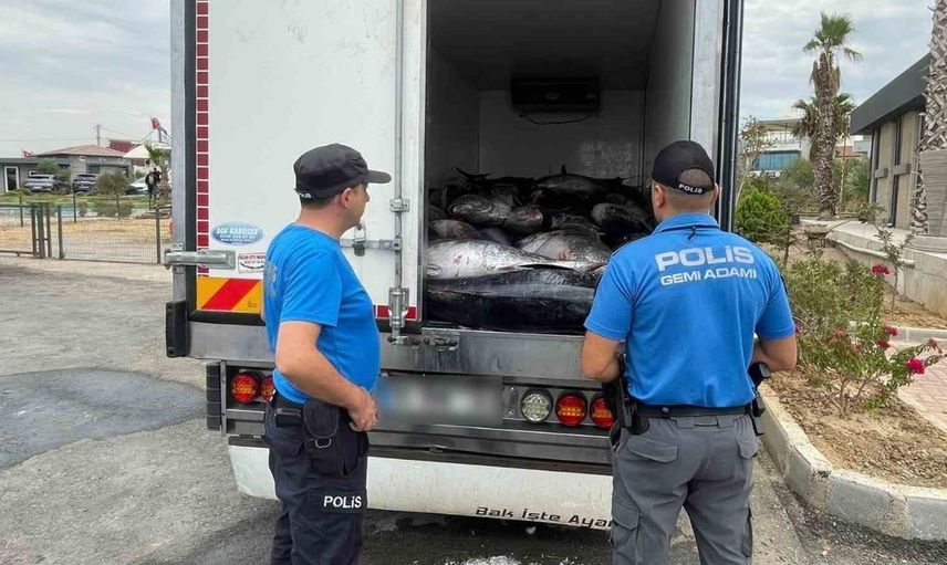 İzmir'de kaçak avlanan mavi yüzgeçli orkinoslar ele geçirildi
