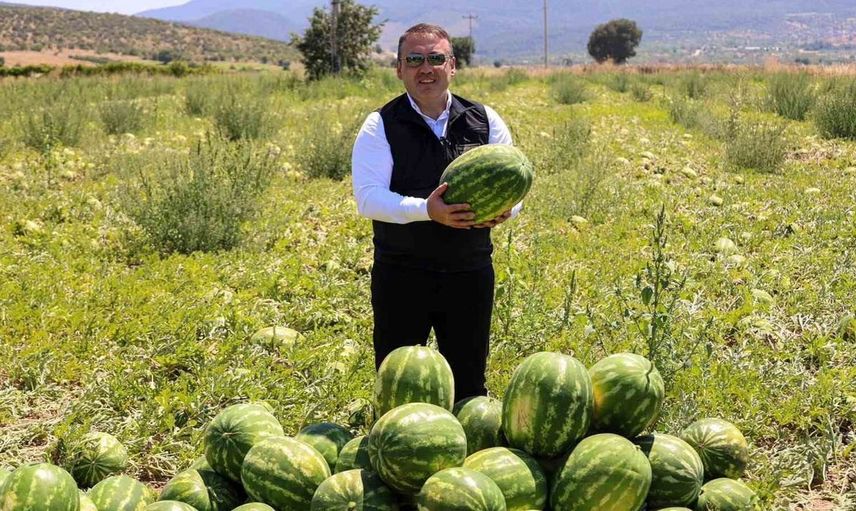 Bilecik’te 62 bin tonluk karpuz hasadı bekleniyor