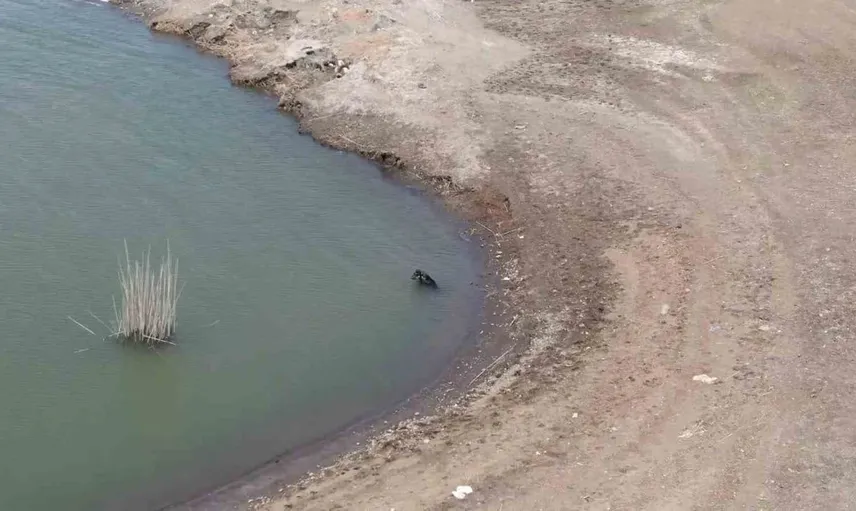 Sıcak havalarda baraj keyfi yapan köpekler
