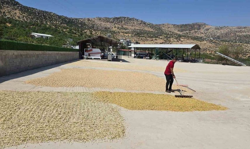 Çermik'te fıstık hasadı heyecanı: Çiftçiler rekoltede yüksek verim bekliyor