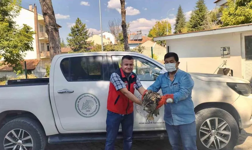 Afyonkarahisar'da yaralı puhu kuşu tedavi altına alındı
