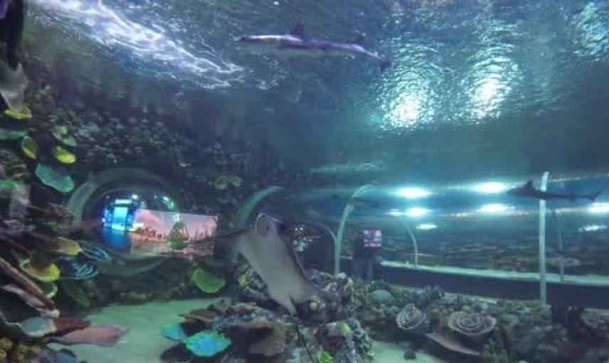 İzmit Körfezi'ndeki deniz canlıları akvaryumda sergileniyor