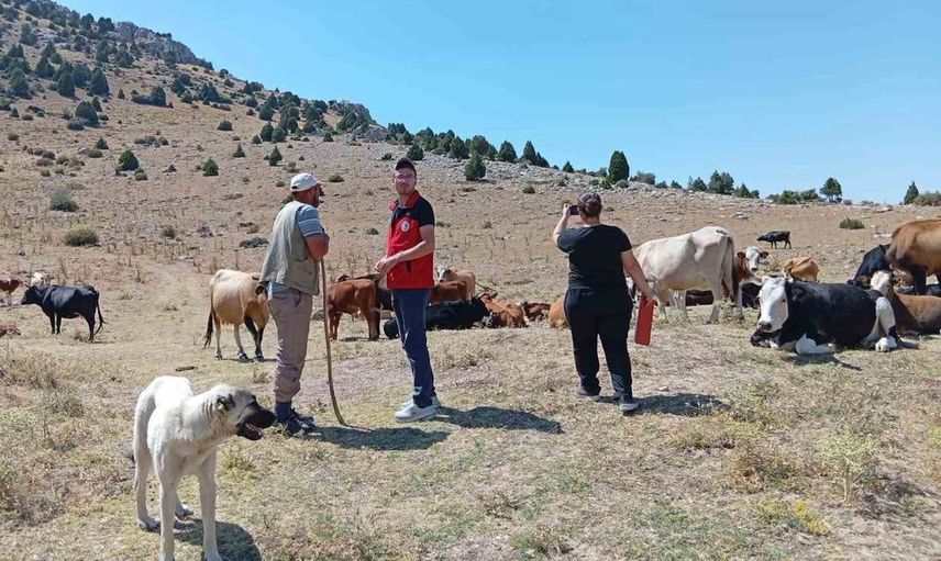 Yerli hayvan ırklarının korunması için saha çalışmaları hız kesmeden devam ediyor