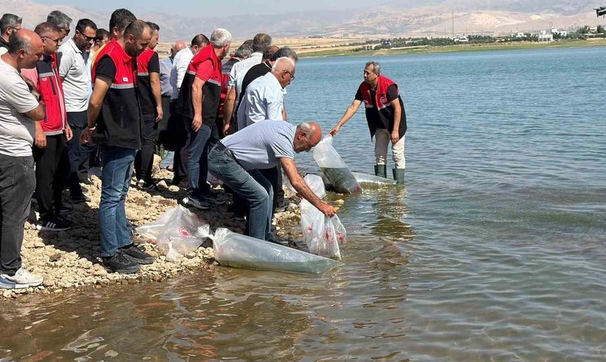 Adıyaman'da Çamgazi Barajı'na 680 bin yavru sazan bırakıldı