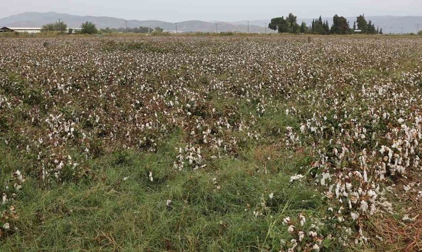 Aydın'daki pamuk tarlaları sonbahar yağışından etkilendi