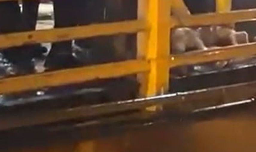 Yalova'da sağanak yağışa karşı ilginç ritüel: Kurban kesimi