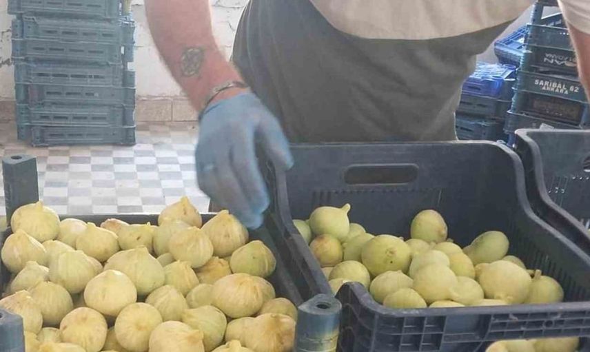 Mersin’de incir hasadı sona erdi: Üretici bu sezon güldü