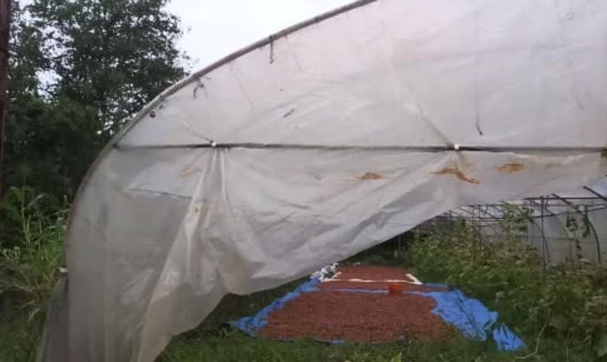 Karadeniz'de fındık üreticileri seralarda kurutma yöntemine yöneldi