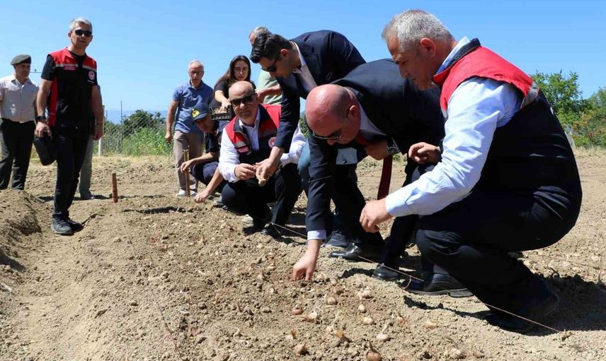 Safranbolu'da yeni sezon safran dikimi başladı: Kilosu 600 bin lira