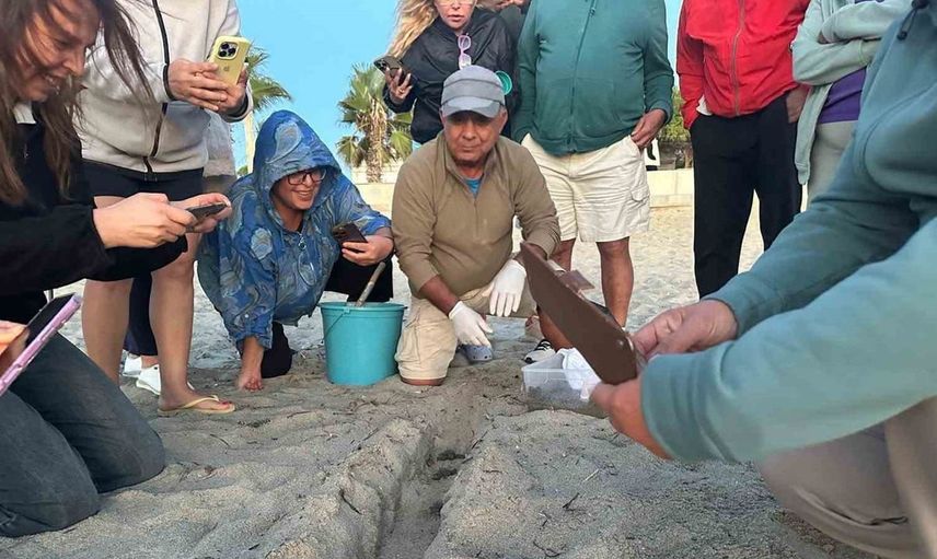 Kuşadası'nda sel sonrası caretta caretta yavruları denizle buluştu