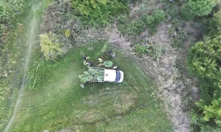 Bafra'da yapılan operasyonda tütün tarlası arasında 502 kök kenevir yakalandı