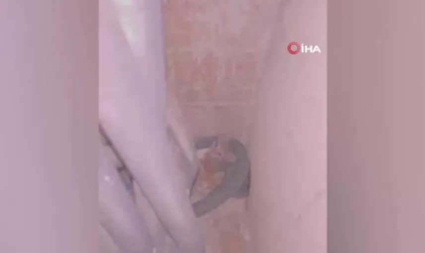 Mahsur kalan 3 yavru kedi itfaiye tarafından kurtarıldı