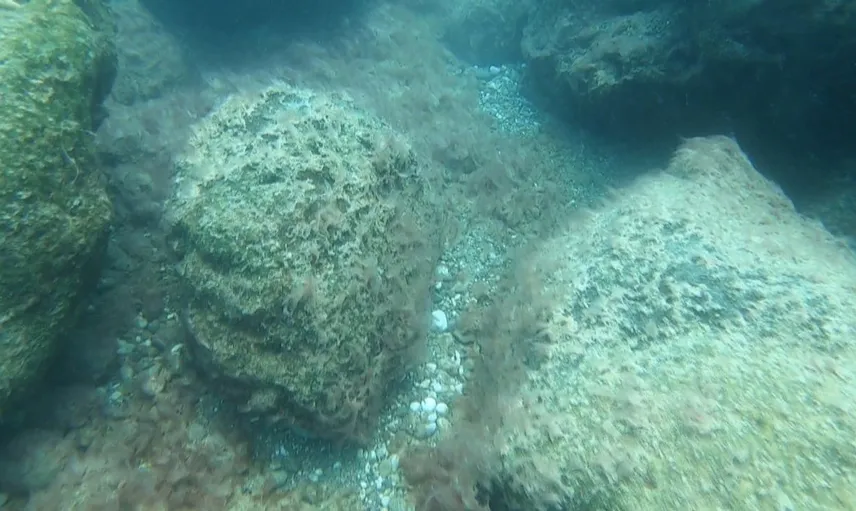 Antalya kıyılarında deniz tabanındaki peltemsi tabaka tehlike oluşturuyor