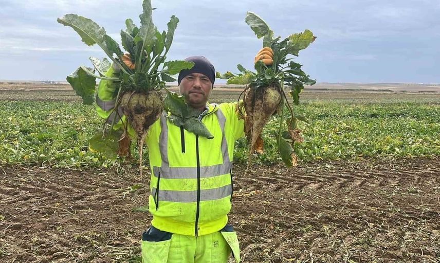 Kulu'da şeker pancarı hasadı sezonu başladı