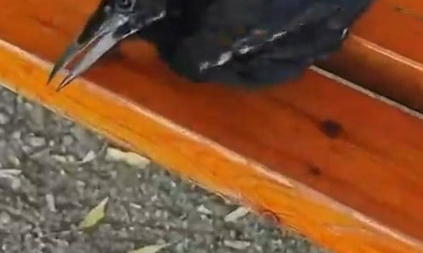 Elazığ'da ayağına ip dolanan yavru karga kurtarıldı