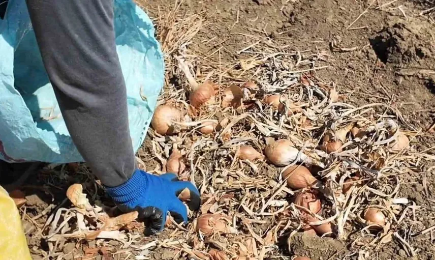 Tekirdağ soğanı: Üç yıllık emeğin meyvesi sofralarda