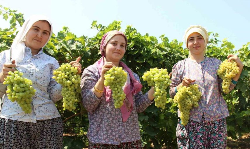 Manisa'da çekirdeksiz Sultani üzümün hasat tarihi açıklandı