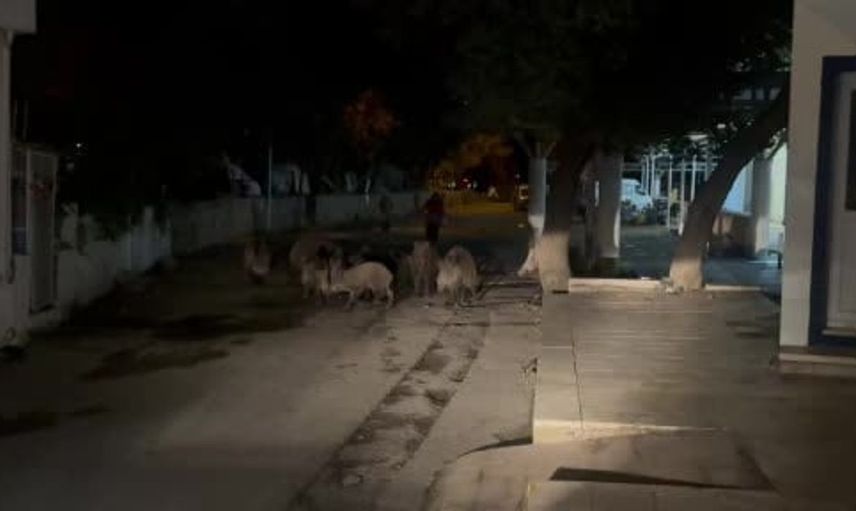 Bodrum'da yaban domuzları mahalleye kadar indi
