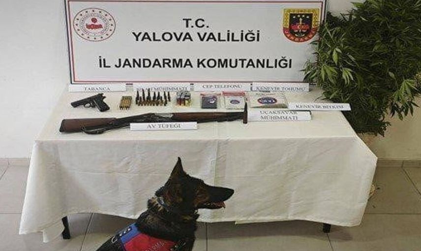Yalova'da yasa dışı kenevir operasyonunda silah ve uyuşturucu ele geçirildi