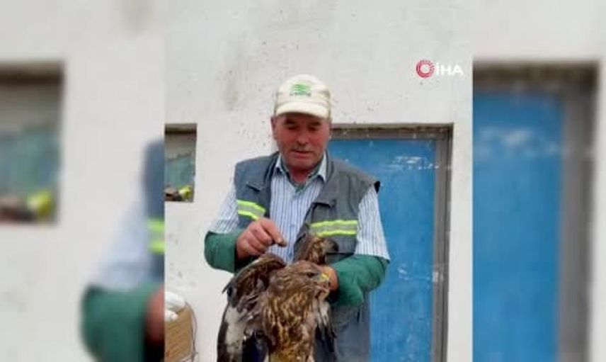 Bolu'da sıcak asfalt faciasından kurtarılan şahin doğaya geri döndü