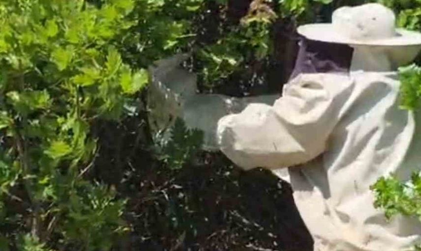 Bingöl'de bir kovan arı meşe ağacına oğul verdi