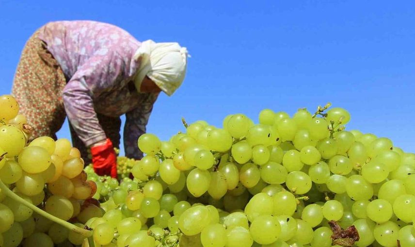TARİŞ 2026 kuru üzüm avans fiyatını belirledi: Üreticilere 80 TL/kg ödeme yapılacak