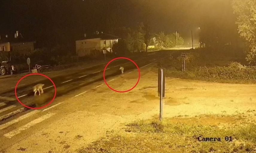 Bayburt'ta gece yarısı kurt sürüsü köyde görüntülendi