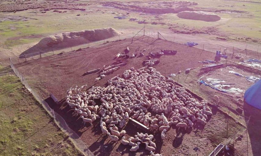 Çobanlık ve hayvancılıkta yeni bir dönem: Afgan çoban devrimini başlattı