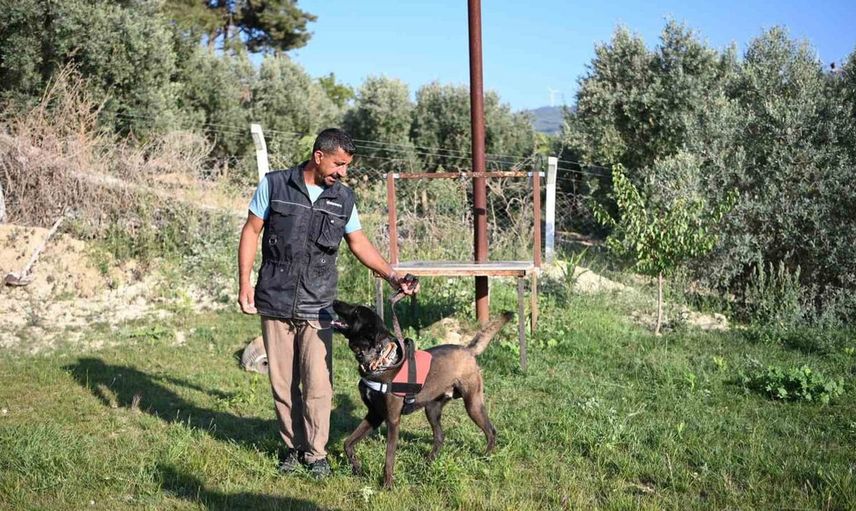 Kurtarma köpekleriyle hayatları kurtarıyor: Tevfik Gül'ün özverili çalışmaları