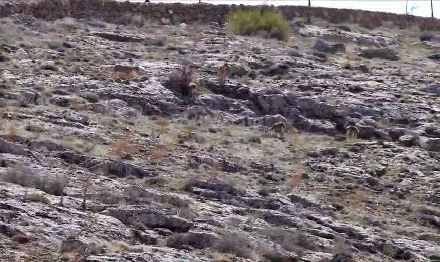 Divriği'de dağ keçileri seyir terası manzarasında görüntülendi