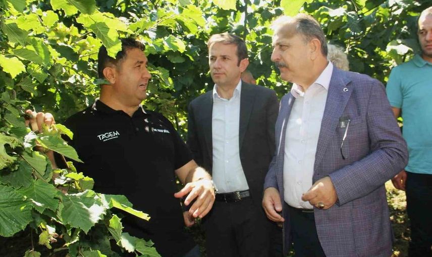 10 yıllık araştırmanın sonuçları açıklandı: fındıkta doğru çeşit ve rakım belirlendi
