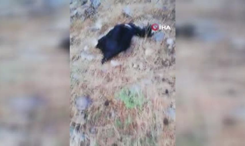 Yıldırım düşmesi sonucu Eğirdir'de 50 keçi telef oldu