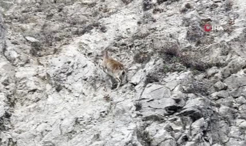 Tunceli'de nadir görülen dağ keçisi yol kenarında ortaya çıktı