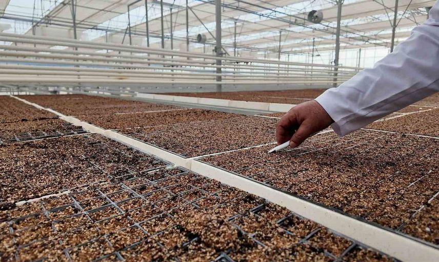 Elazığ'ın sokakları kışa hazırlanıyor: Menekşe tohumları ekildi