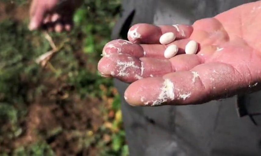 İspir fasulyesinde hasat dönemi: Geleneksel yöntemlerle büyük emek harcanıyor