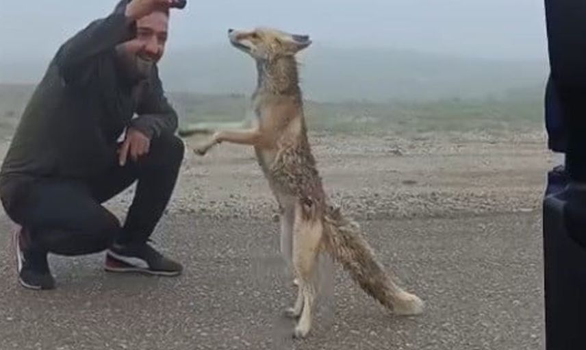Bayburtlu aile yayla yolunda karşılaştıkları tilkiyi kekle besledi