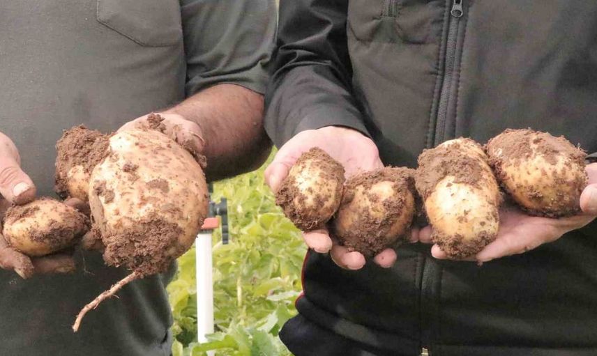 Sivas'ta patates hasadı için tarih belirlendi: 29 Ekim'de başlayacak