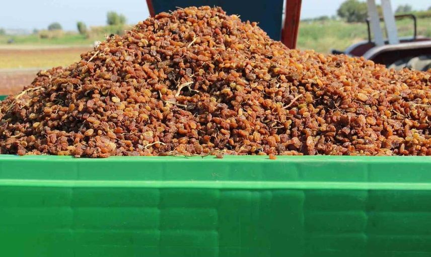 Organik üzüm üretiminde devrim: Hasat süreçleri box ile kolaylaşıyor