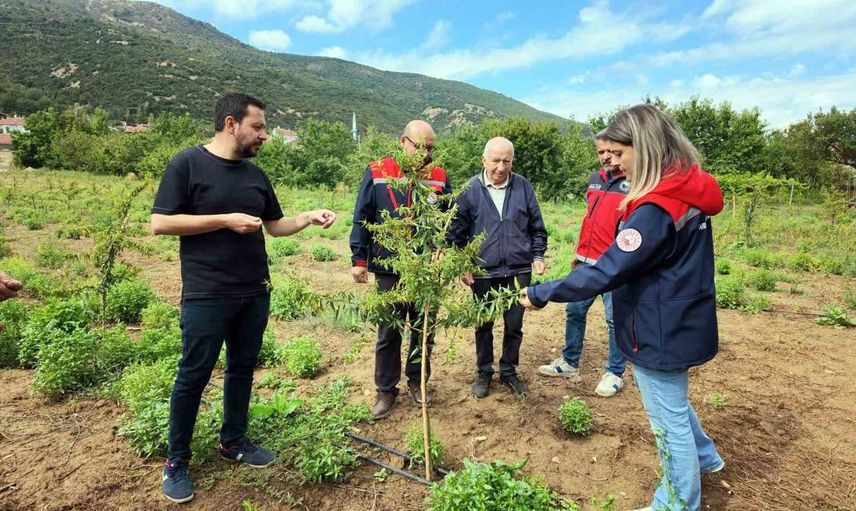 Akşehir’de kiraz yerine badem: Üreticiler alternatif arayışta