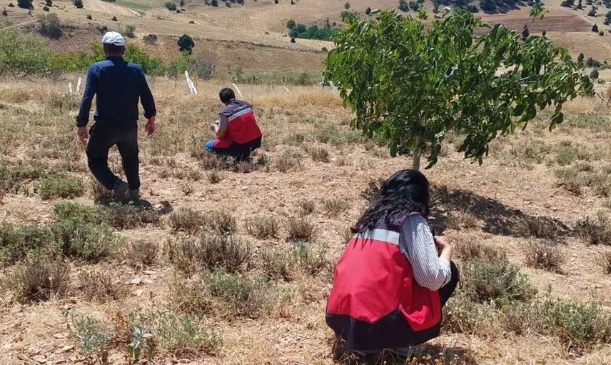 Karbasan köyünde organik adaçayı denetimi: Sürdürülebilir üretim için adımlar atıldı