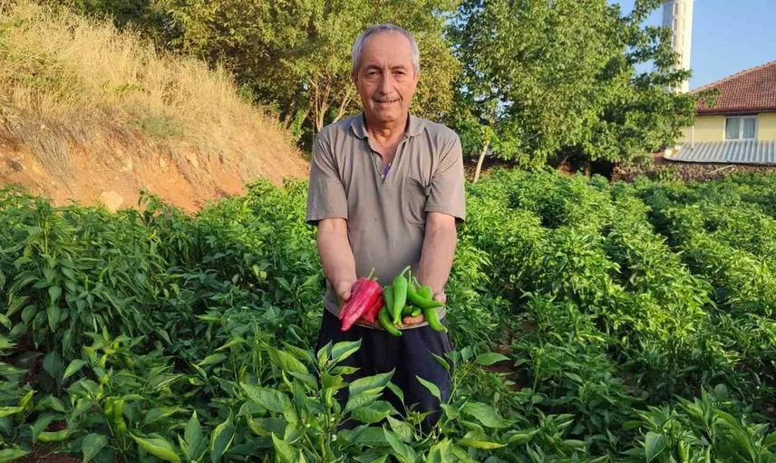 Ata tohumu kayaca biberiyle zenginleşen Beyağaç’ın tarım geleneği