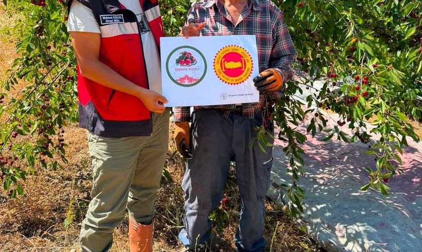 Şaphane vişnesi için tescil çalışmaları sürüyor