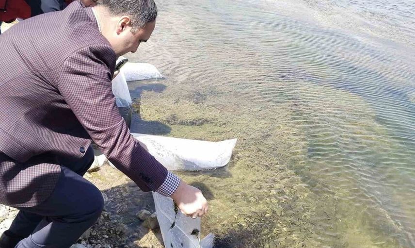 Aslanapa Kureyşler Göleti'ne 140 bin sazan yavrusu bırakıldı