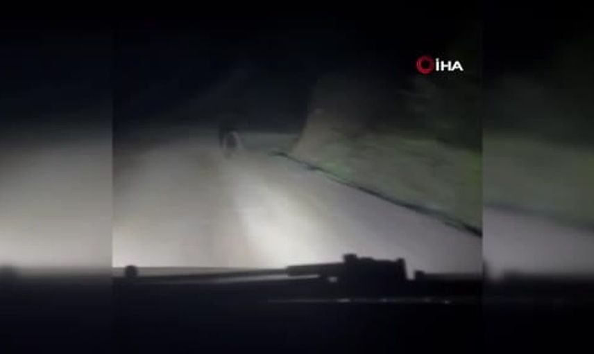 Hendek yaylasında doğanın sürprizi: Yavru ayılar yolda gördü