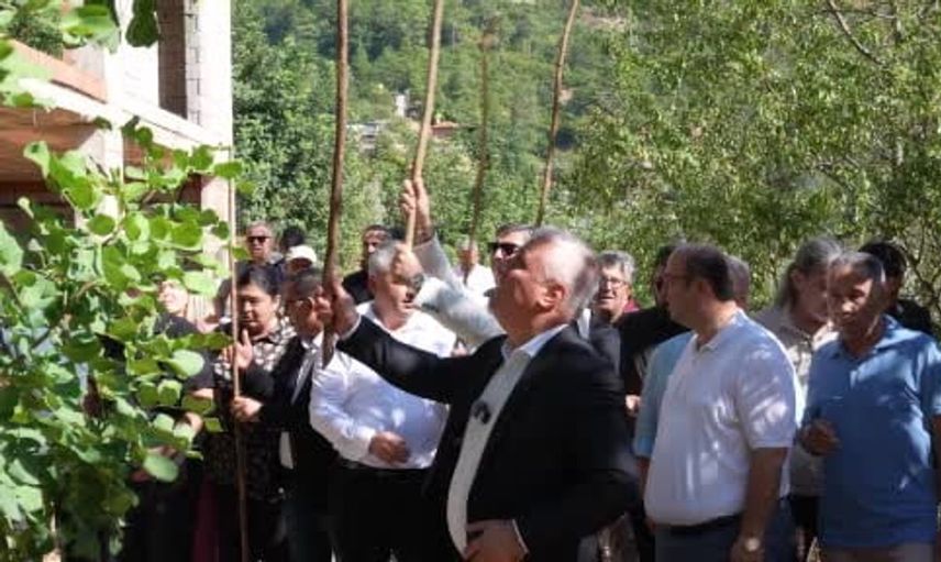 Keçiboynuzu hasat şenliğinde heyecan dolu anlar: En ağır keçiboynuzu yarışması gerçekleştirildi
