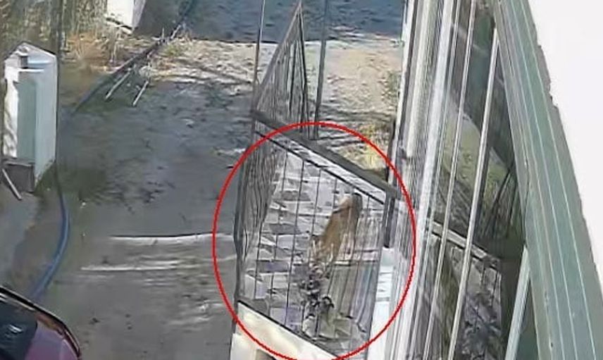 Terlik hırsızı tilki, kediyi köpeği geride bıraktı