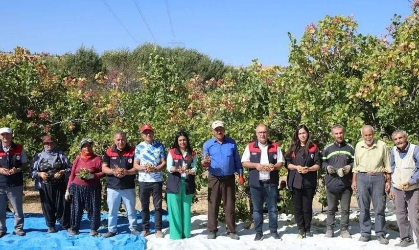 Elazığ'da Antep fıstığı rekoltesi bu yıl umut veriyor