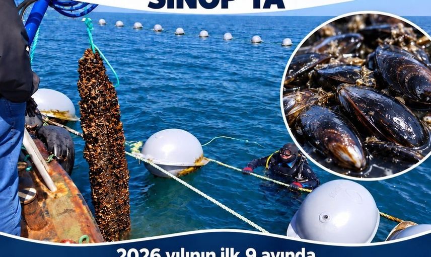 Sinop'ta 182 ton midye hasadı gerçekleşti